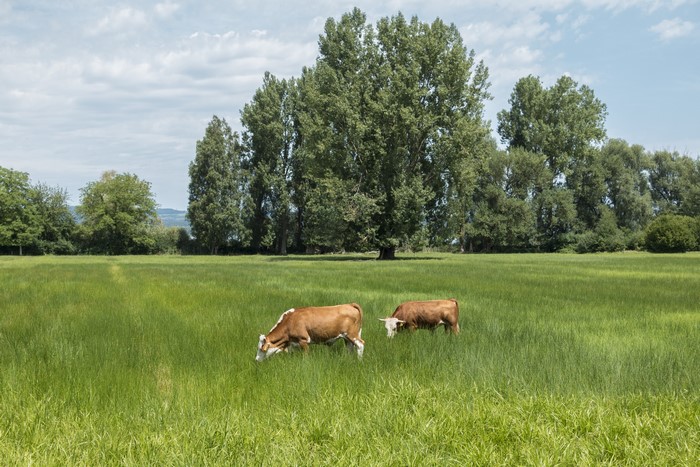 Two cows grazing in a grassy field with trees