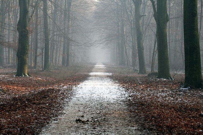 Forest path with fog and fallen leaves