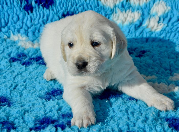 4K Golden Retriever Puppy on Blue Blanket