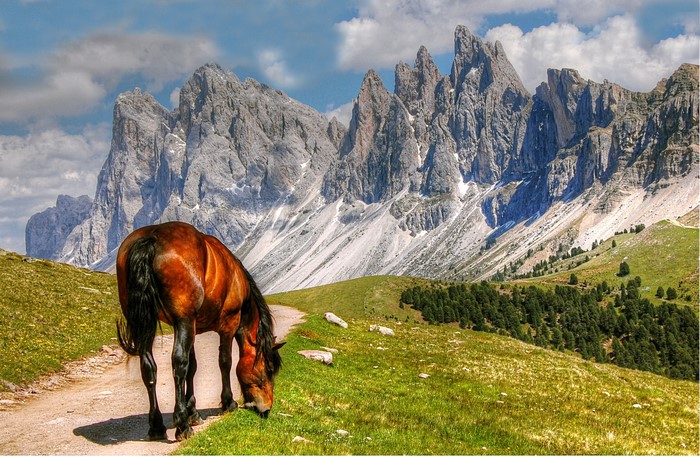 Horse grazing on a mountain trail in the Alps