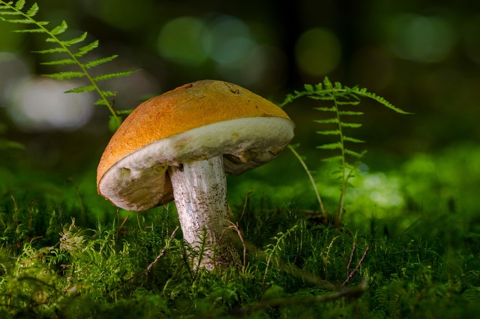 Mushroom in moss with ferns