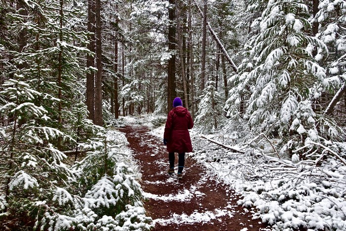 Person walking on a snowy forest trail