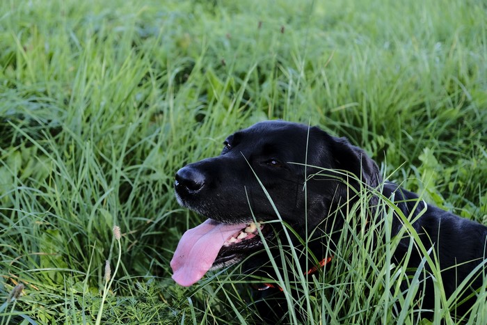 Black Labrador Retriever in tall green grass
