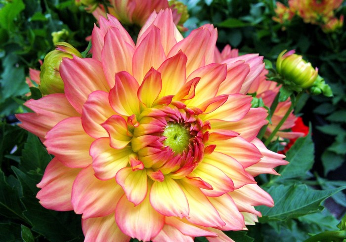 Close-up of a pink and yellow dahlia flower