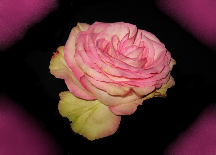Pink rose with yellow accents on black background