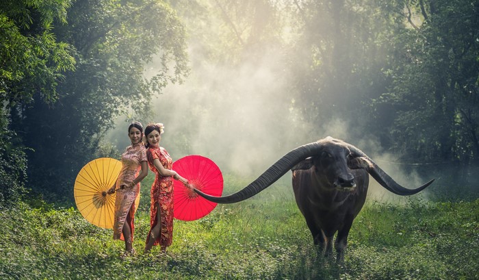 Two women with umbrellas and a water buffalo in a foggy forest