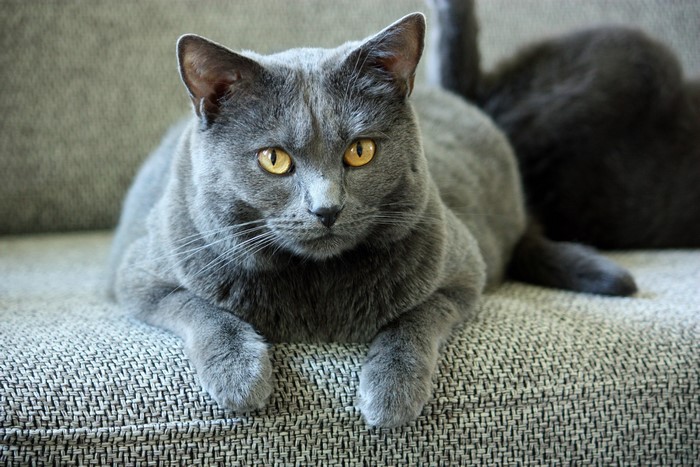 Grey cat with yellow eyes on a couch