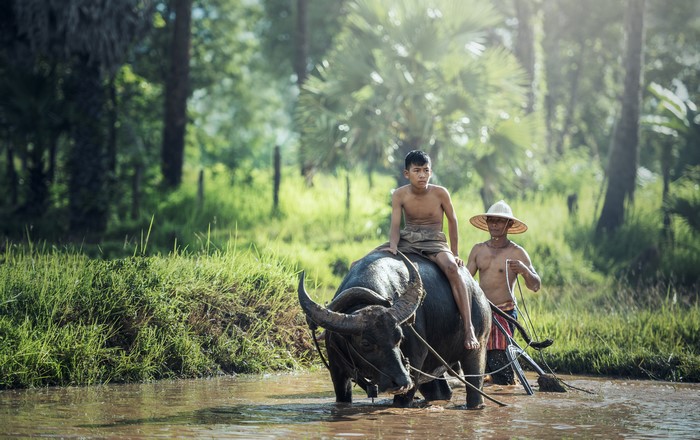 Boy riding a water buffalo with a man in a field