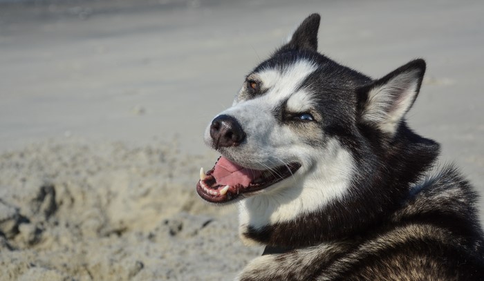 Husky dog with heterochromia on a beach
