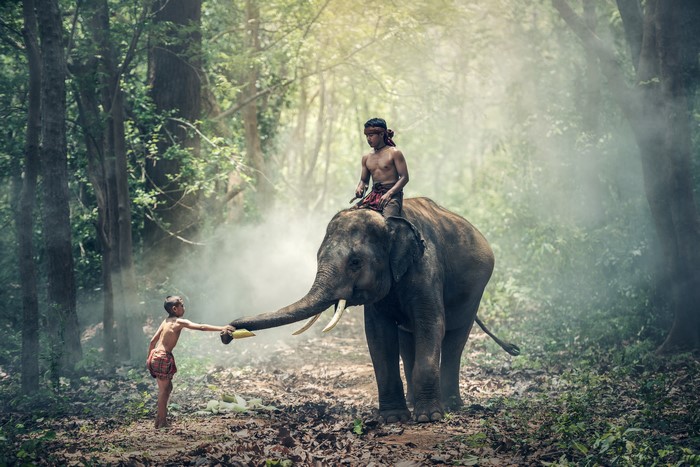 4K Image of Boys and Elephant in Dense Forest