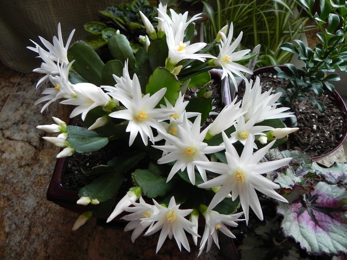 White Christmas Cactus Flowers