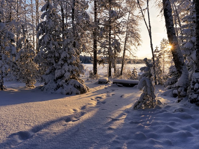 Winter forest with sun rays