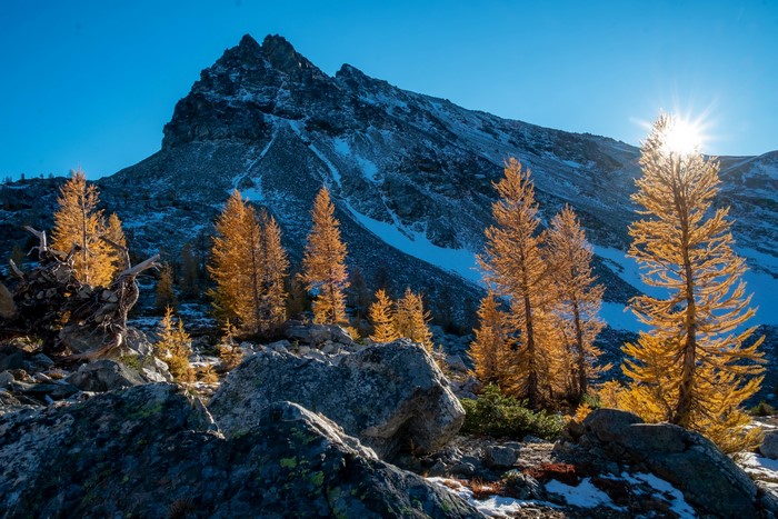 Autumn Larches on a Snowy Mountain Slope in Washington