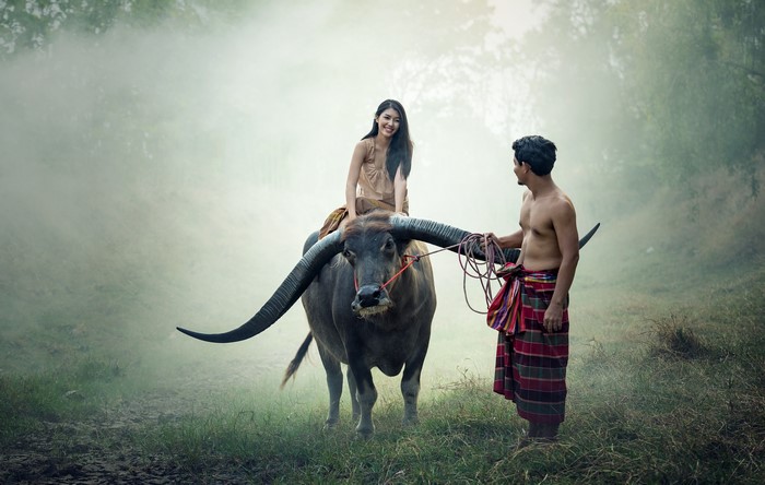 Asian couple with buffalo in misty field
