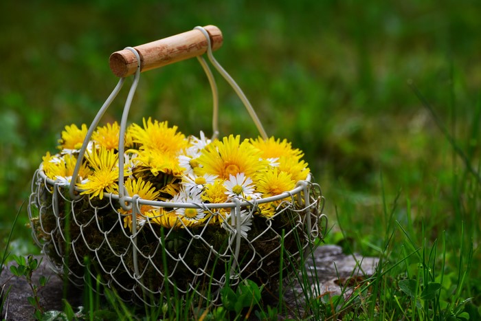 Basket of Dandelions and Daisies in Grass