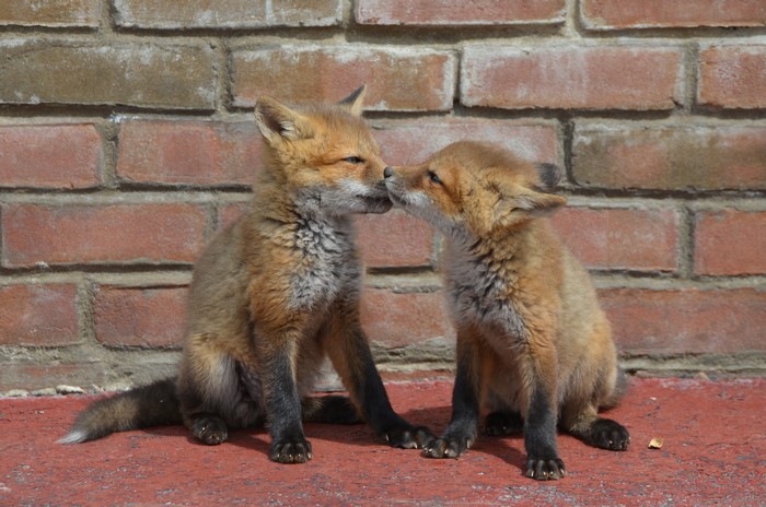 Two fox cubs kissing in front of a brick wall