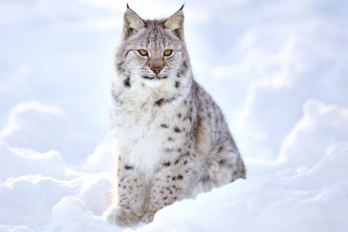 Lynx sitting in the snow