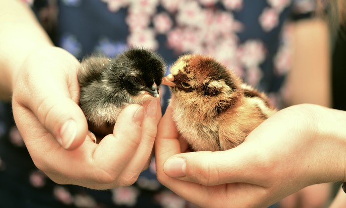 Two Chicks in Hands