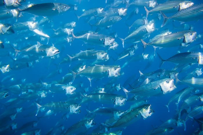 School of fish swimming underwater