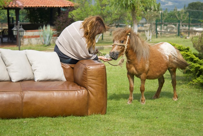 Woman feeding a pony on a sofa outdoors
