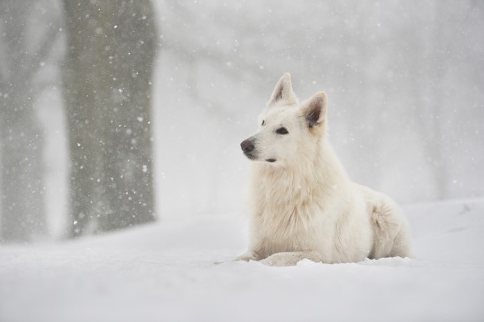 White Shepherd Dog in Snow