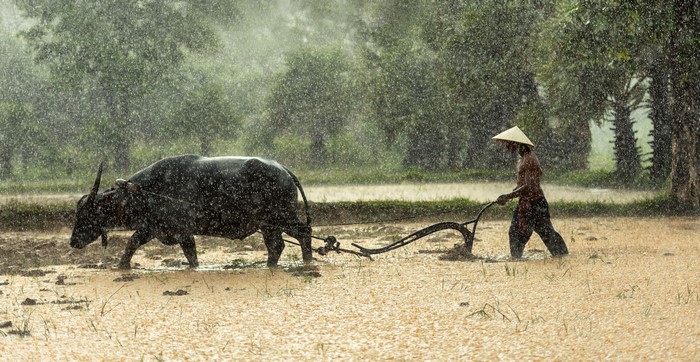 Farmer plowing field with buffalo in the rain