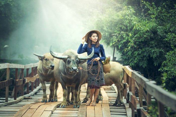 Woman with buffaloes on a wooden bridge