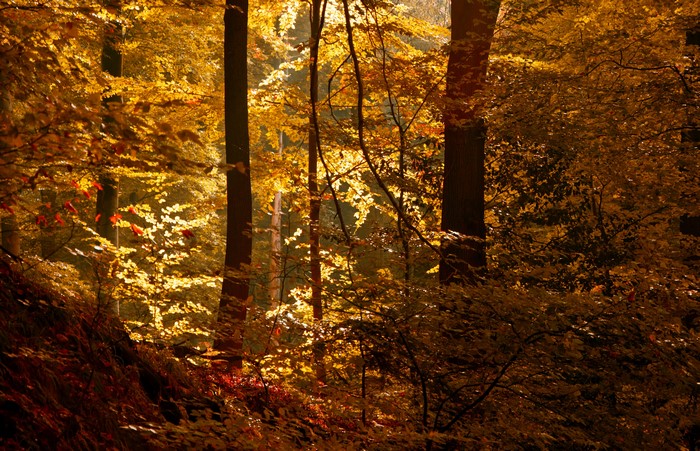 Golden autumn forest with sunlight filtering through trees