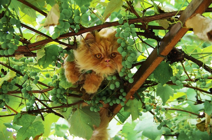 Orange Persian cat in grape vines