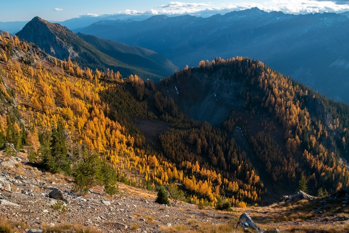 Autumn Larches on Carne Mountain, Washington