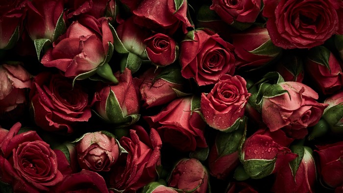 A close-up of a bouquet of red roses