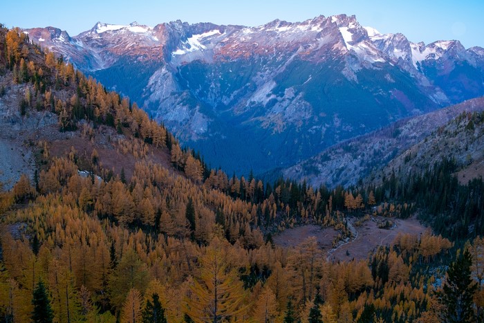 Autumn Larches on Carne Mountain, Washington