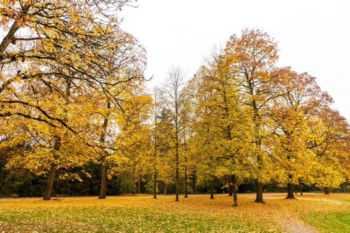 Autumn trees in a park in Karlsruhe, Germany