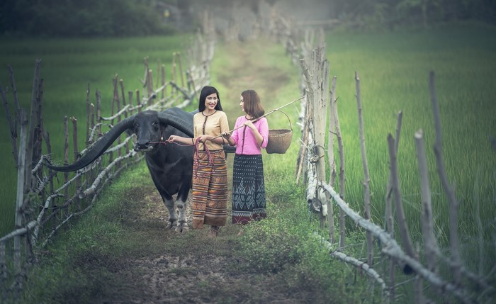 Two women and a bull on a path with a fence
