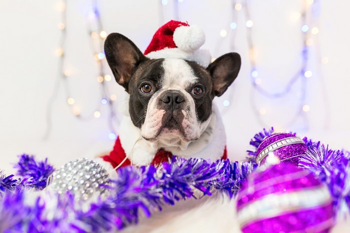 French Bulldog in Santa Hat with Christmas Ornaments