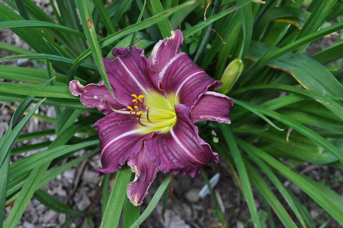 Purple daylily with yellow center and green leaves