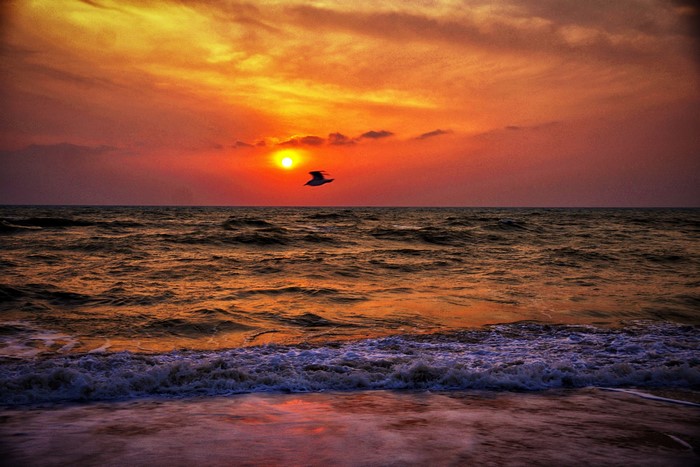Seagull flying over the sea at sunset
