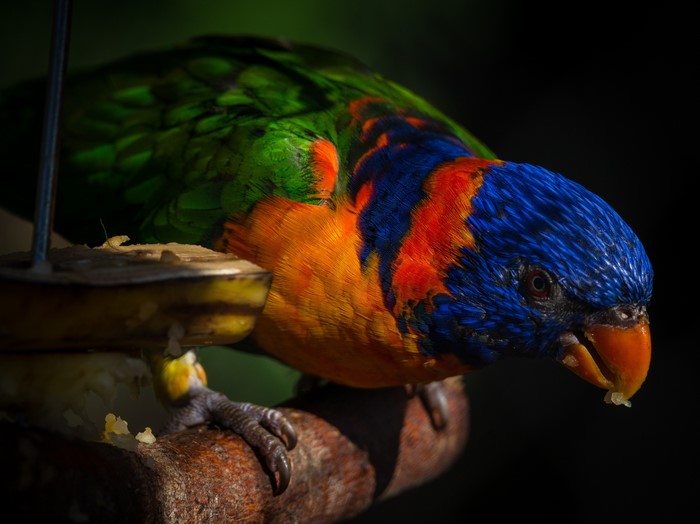 Rainbow Lorikeet parrot eating from a feeder