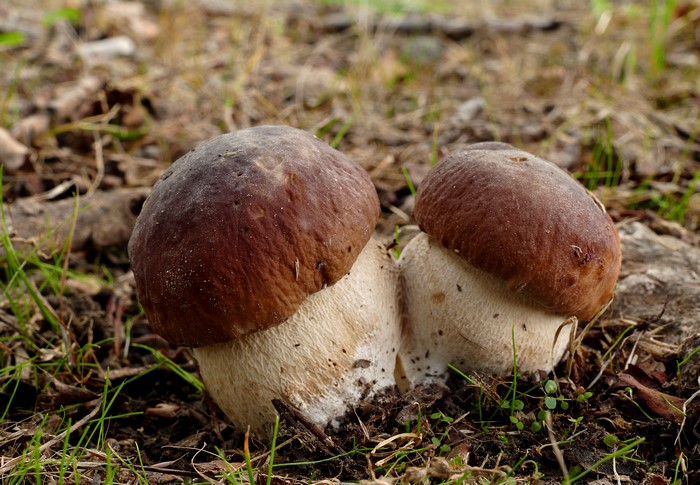 Two mushrooms in the forest