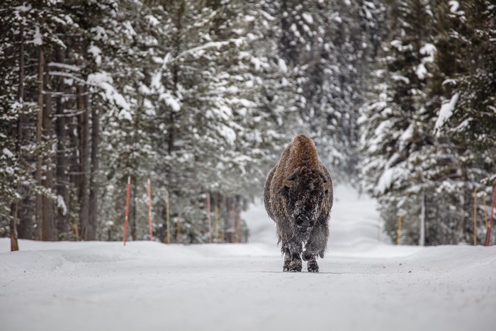 American Bison Walking on a Snowy Road in a Forest