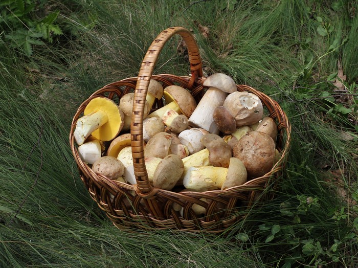 Basket of mushrooms in grass
