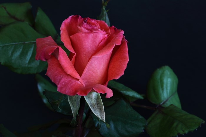 Pink rose with green leaves on black background