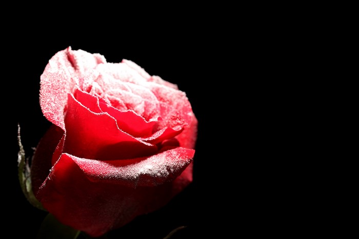 Red rose covered in snow on a black background