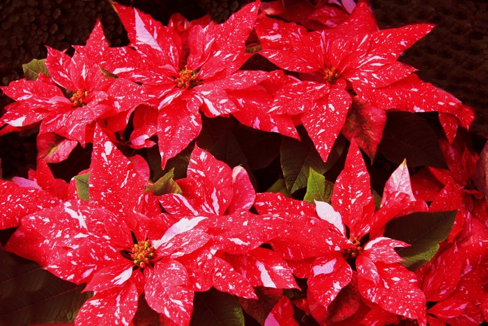 Red and white speckled poinsettias