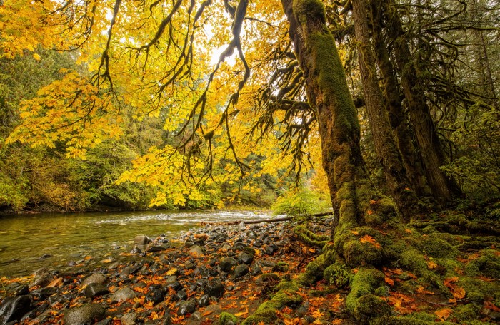 Vancouver Island Park River with Autumn Foliage 4K