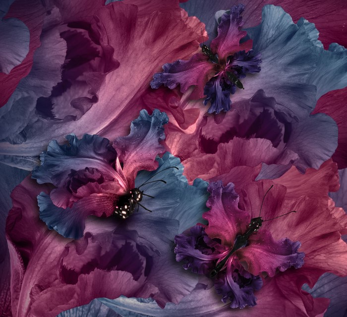 Butterflies on Irises