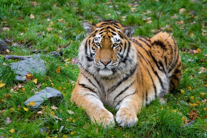 Tiger lying on grass with autumn leaves
