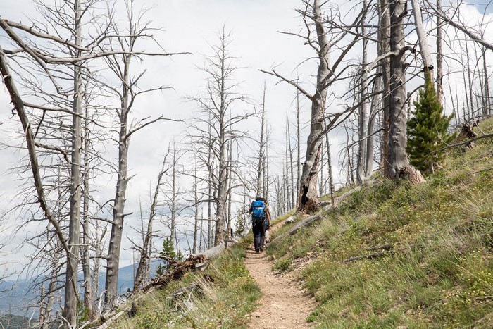 Hiker on a trail through a forest of dead trees in Yellowstone