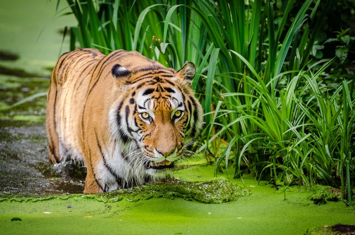 Tiger walking in green water with tall grass