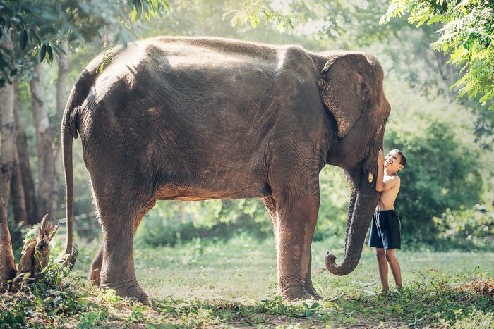 Boy and Elephant in a Forest